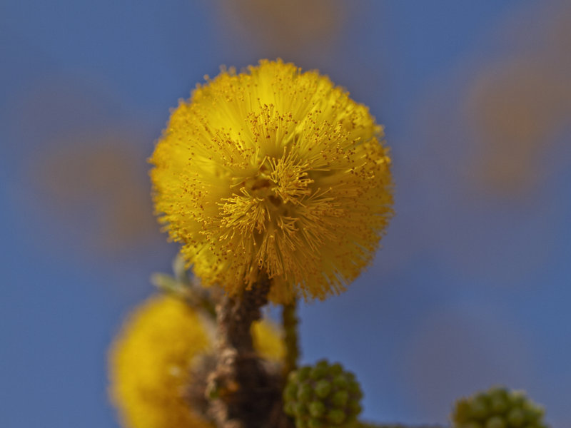 Hammerstein Lodge, Acacia